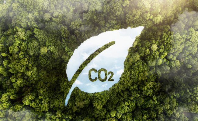 view green forest trees with co2 651x400 1